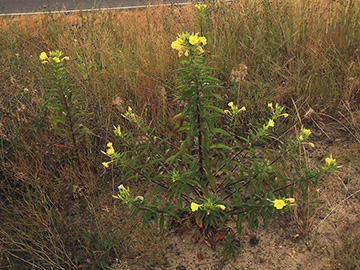 Oenothera subterminalis