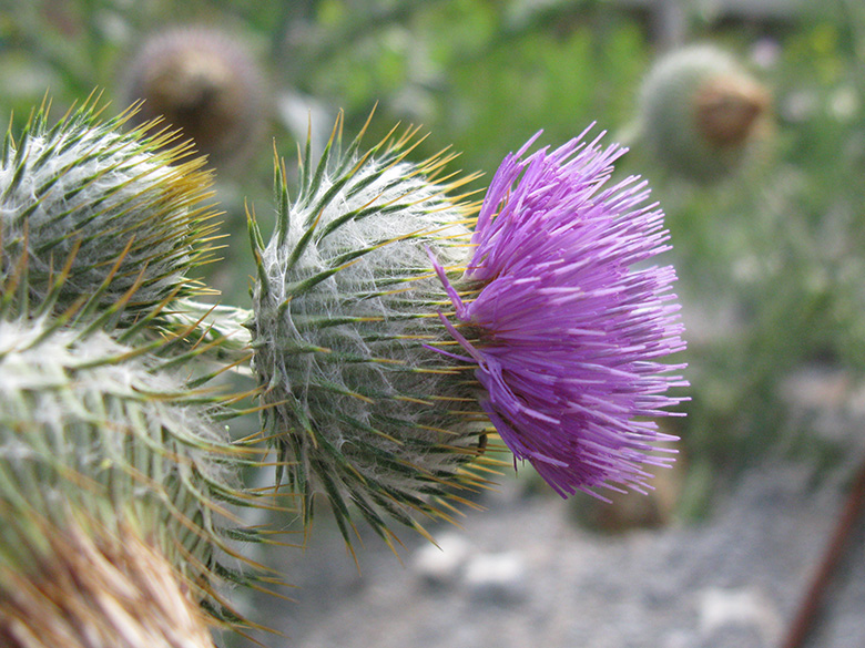 Onopordum hortorum