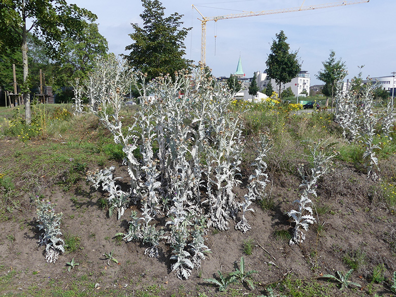 Onopordum hortorum