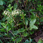 Orthilia secunda - Nickendes Wintergün