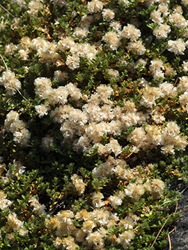 Paronychia kapela