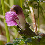 Pedicularis palustris - Sumpf-Läusekraut