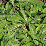 Pilosella aurantiaca - Orangerotes Habichtskraut