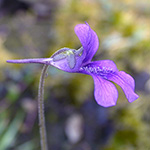 Pinguicula grandiflora - Großblütiges Fettkraut
