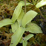 Pinguicula grandiflora - Großblütiges Fettkraut