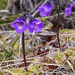 Pinguicula vulgaris - Echtes Fettkraut