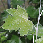 Populus alba - Silber-Pappel