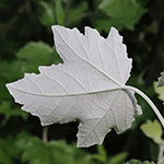 Populus alba - Silber-Pappel