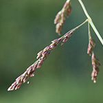 Puccinellia distans - Gewöhnlicher Salzschwaden