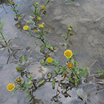 Pulicaria vulgaris - Kleines Flohkraut