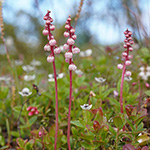 Pyrola minor - Kleines Wintergrün