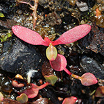 Rumex crispus - Krauser Ampfer