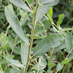 Salix cinerea - Grau-Weide