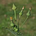Sonchus asper - Raue Gänsedistel