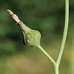 Sonchus oleraceus - Kohl-Gänsedistel