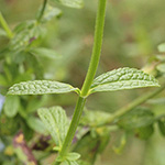 Stachys recta - Aufrechter Ziest