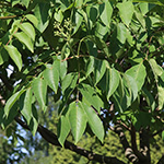 Tetradium daniellii - Bienenbaum