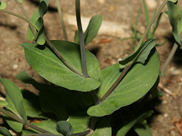 Microthlaspi perfoliatum