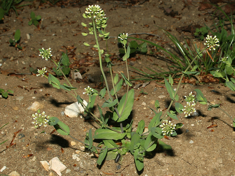 Microthlaspi perfoliatum
