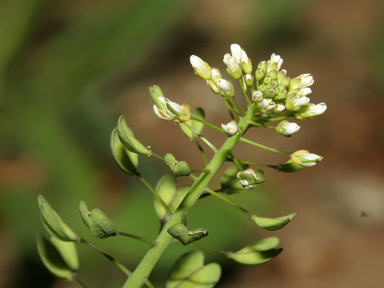 Microthlaspi perfoliatum