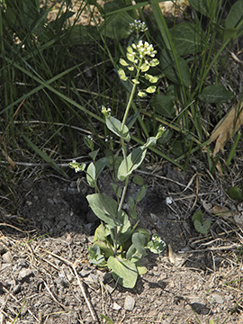 Microthlaspi perfoliatum