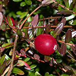 Vaccinium macrocarpon - Großfrüchtige Moosbeere