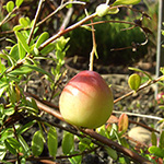 Vaccinium macrocarpon - Großfrüchtige Moosbeere