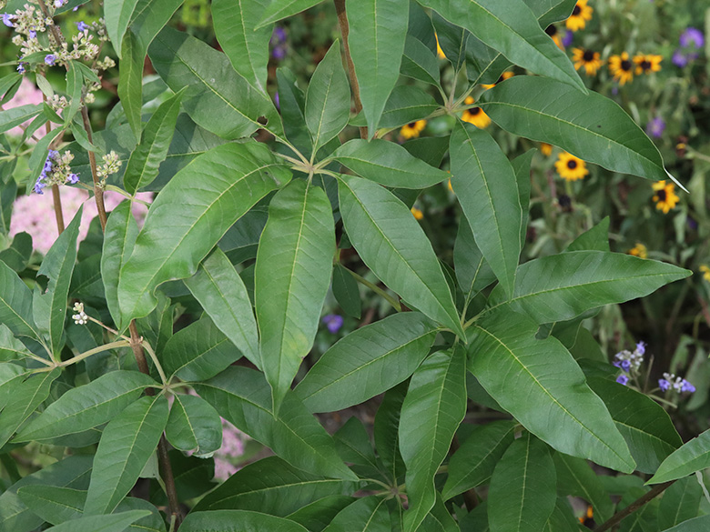 Vitex agnus-castus