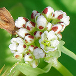 Corrigiola litoralis - Hirschsprung