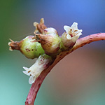 Cuscuta lupuliformis - Nordamerikanische Seide