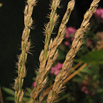 Digitaria sanguinalis subsp. pectiniformis - Bewimperte Fingerhirse