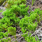Diphasiastrum complanatum - Gewöhnlicher Flachbärlapp