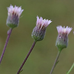 Erigeron muralis - Mauer-Berufkraut