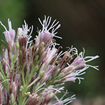 Eupatorium cannabinum - Wasserdost