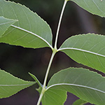 Fraxinus pennsylvanica - Pennsylvanische Esche
