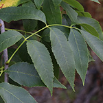 Fraxinus pennsylvanica - Pennsylvanische Esche