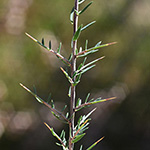 Genista anglica - Englischer Ginster