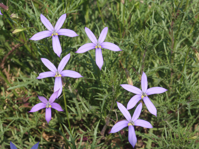 Isotoma axillaris