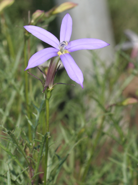 Isotoma axillaris