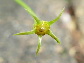 Isotoma axillaris