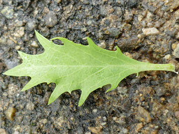 Isotoma axillaris