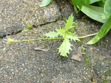 Isotoma axillaris