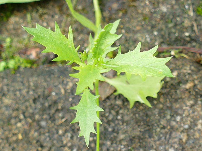Isotoma axillaris