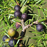 Juniperus communis - Gewöhnlicher Wacholder