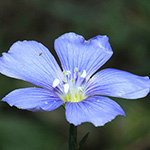 Linum leonii - Lothringer Lein