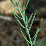 Linum leonii - Lothringer Lein
