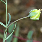 Linum leonii - Lothringer Lein