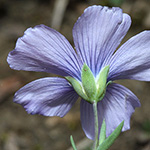 Linum leonii - Lothringer Lein