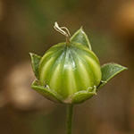 Linum usitatissimum - Saat-Lein
