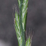 Lolium multiflorum - Vielblütiger Lolch